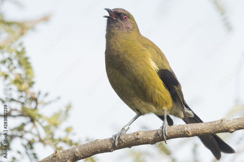 New Zealand Bellbird