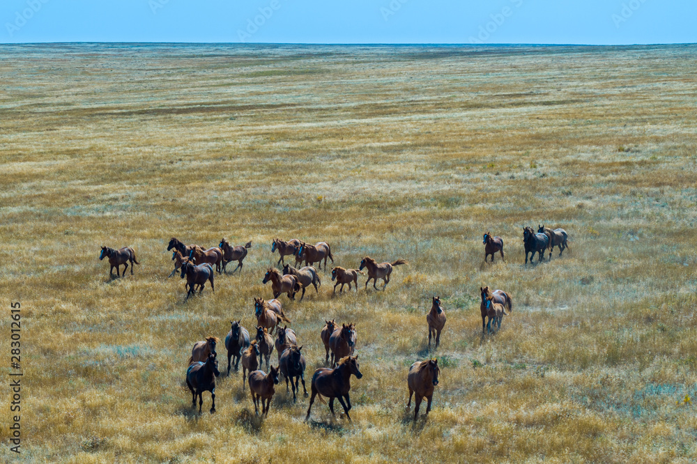 Group Of Mustangs Galloping In The Steppe In Russia Group Of Mustangs Galloping In The Steppe In Russia