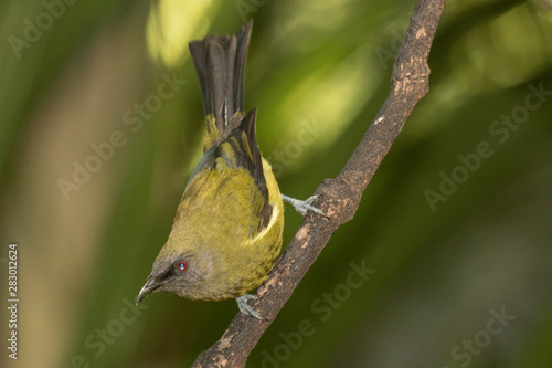 New Zealand Bellbird photo