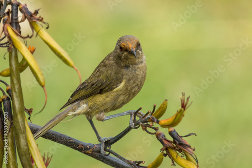 New Zealand Bellbird photo