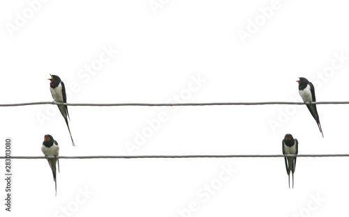 Canvas Print pairs of birds rustic swallows sit on the edges of electric wires on white isol