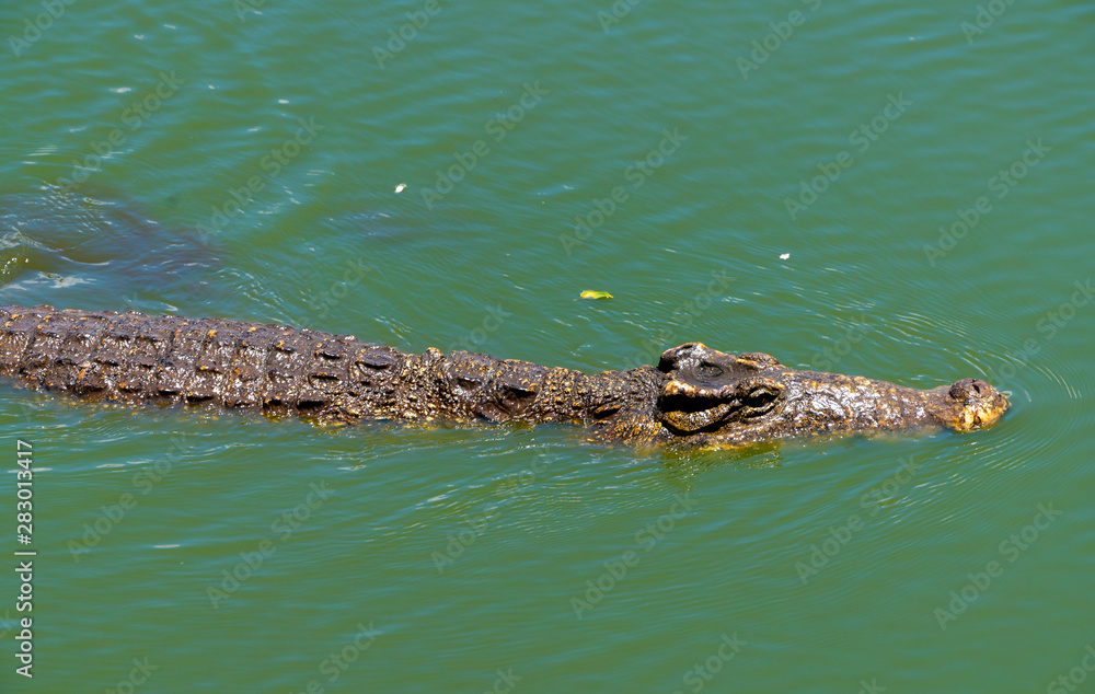 Crocodile or alligator close-up portrait Crocodile or alligator close-up portrait