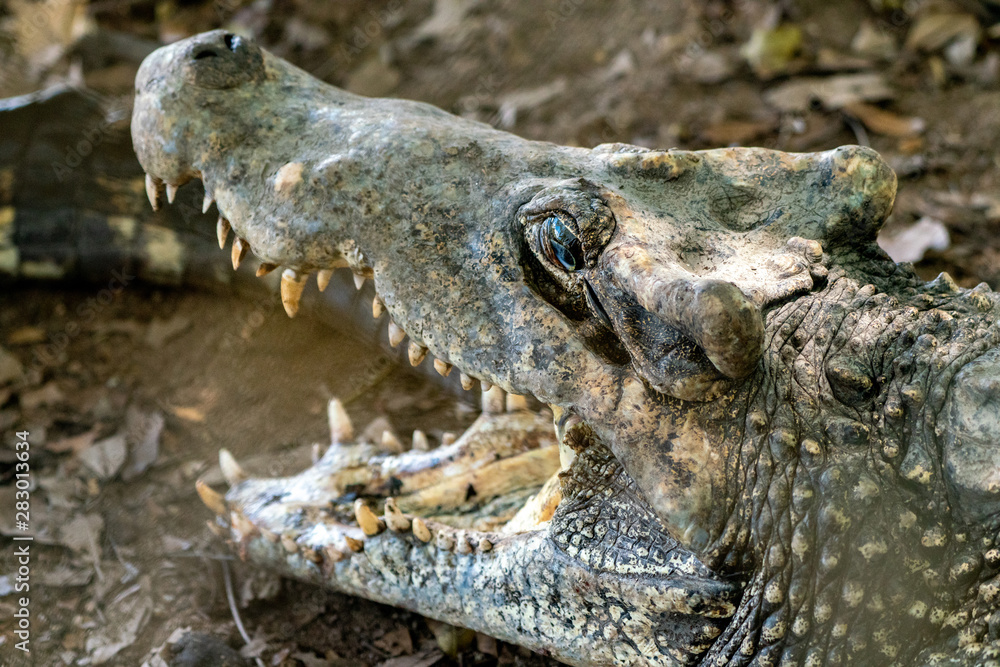 Fototapeta premium Crocodile or alligator close-up portrait