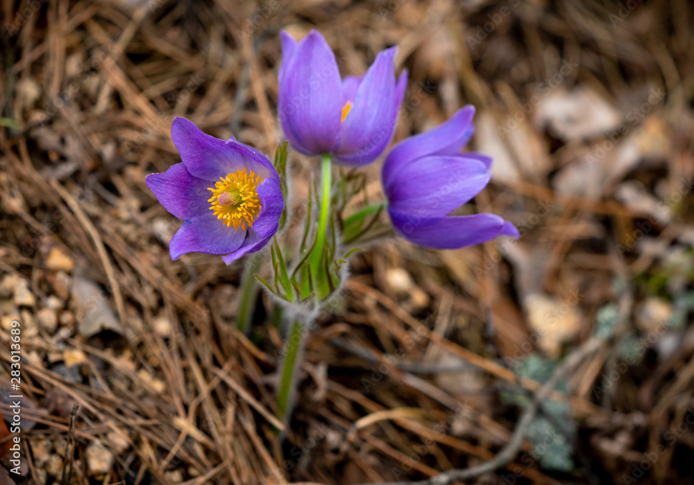 Pulsatilla patens or Eastern pasqueflower Pulsatilla patens or Eastern pasqueflower