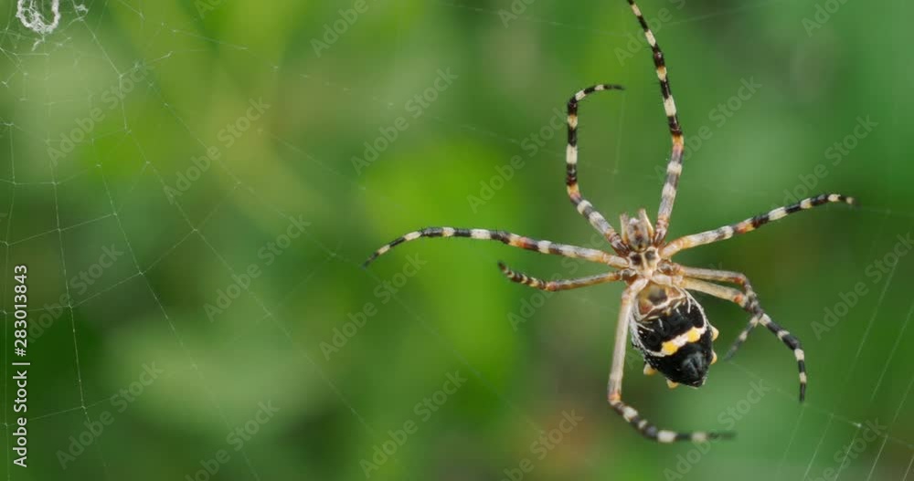 Close shot of a spider spinning its web in Guadeloupe Spider Fauna and Flora. Spider on a web Close shot of a spider spinning its web in Guadeloupe Spider Fauna and Flora. Spider on a web