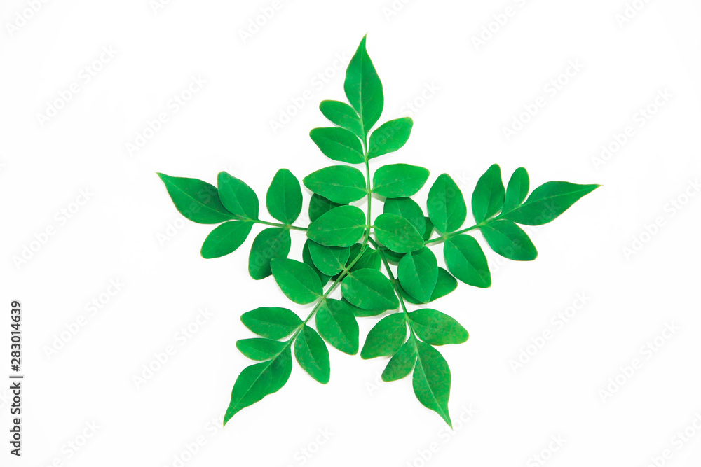 natural small green leaves of acacia on a white background natural small green leaves of acacia on a white background