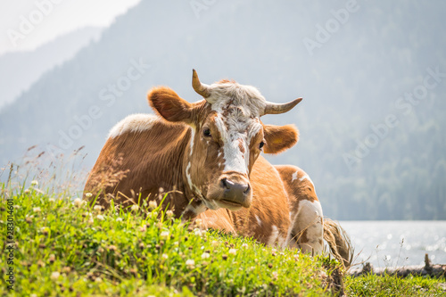 cow lies in the meadow