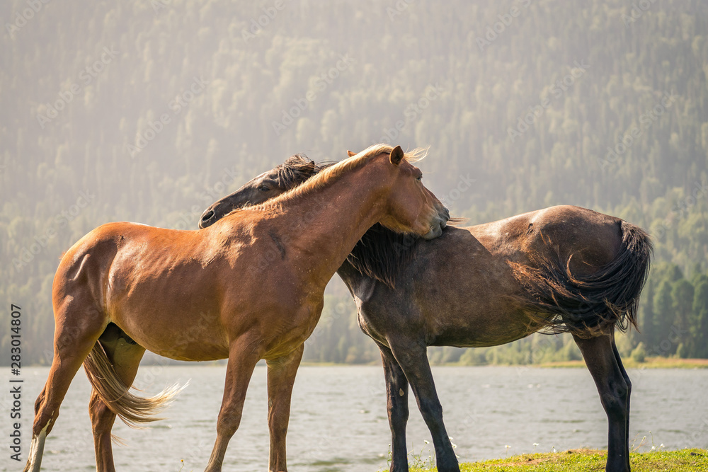 Obraz premium a pair of horses caring for each other. a pair of horses in love.