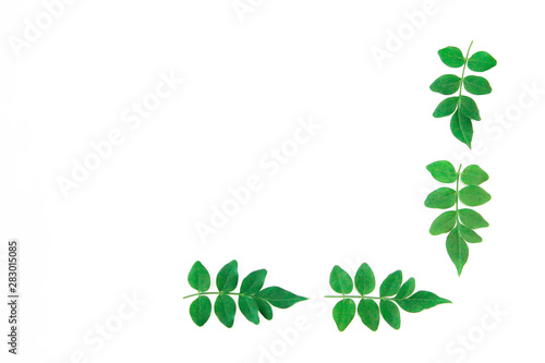 natural small green leaves of acacia on a white background
