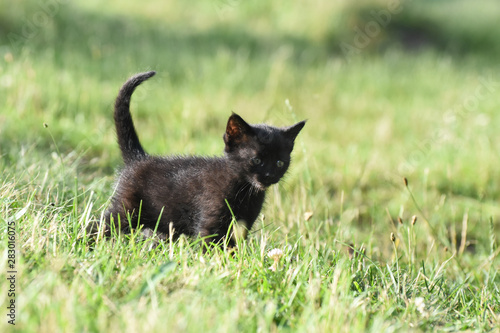 Little black kitten in grass. Animal background, small kitty outside