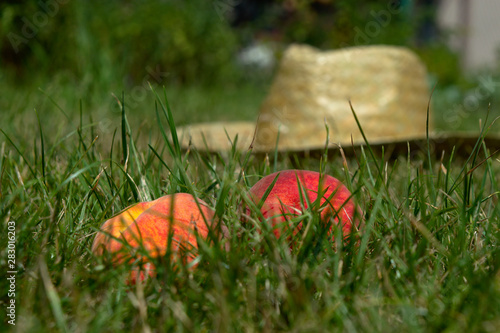 Wallpaper Mural Two ripe peaches (Prunus persica) on the green grass with a light straw hat in the background Torontodigital.ca