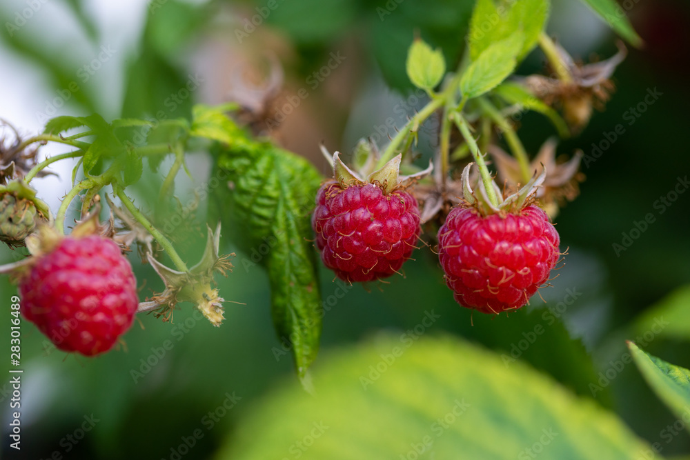 Organic raspberries Organic raspberries
