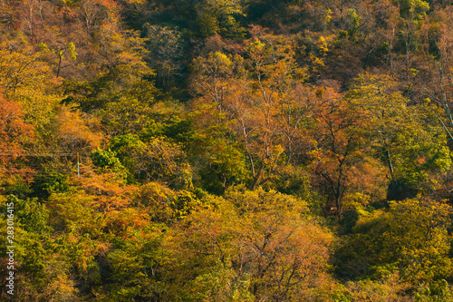 Autumn in the forest Uttarakhand India