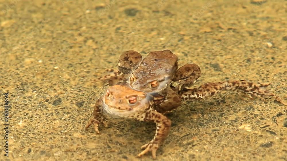 Common toad frog mating in a pond, spring season Common toad frog mating in a pond, spring season