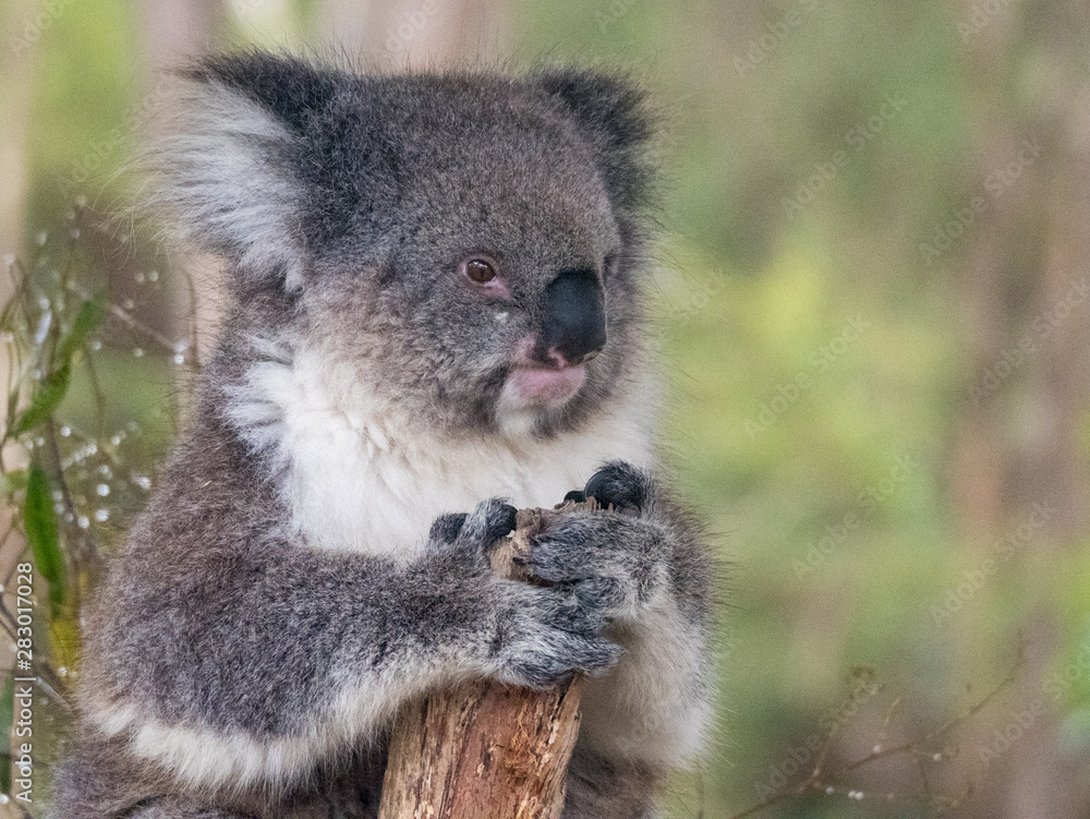 Naklejka premium Close up of an Australian koala sitting in a tree branch