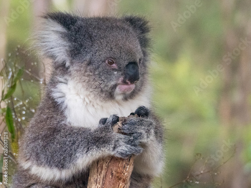 Fototapeta Naklejka Na Ścianę i Meble -  Close up of an Australian koala sitting in a tree branch