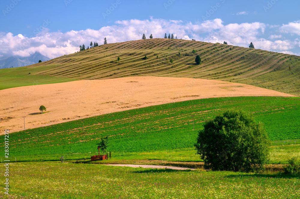 Beautiful summer landscape, hills, green meadow, blue sky, yellow wheat field