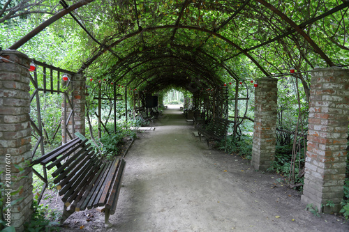 Wild grape tunnel with wooden benches for relaxing and walking in a public park