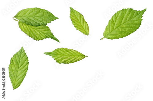 green leaf of blackberry isolated on white background. blackberry leaves. top view.