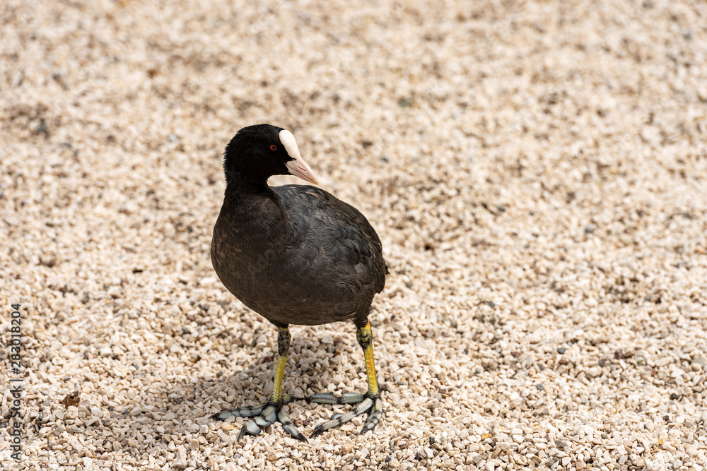 Obraz premium Close-up of a Eurasian Coot or Fulica Atra standing on gravel. Italy, Europe