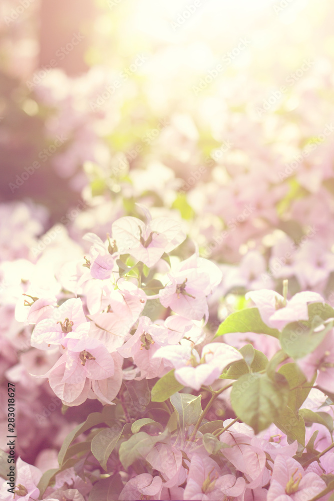 Beautiful pink flowers; floral background Beautiful pink flowers; floral background