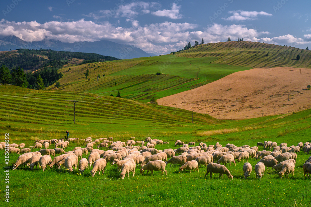 Obraz premium Big herd of sheeps grazing on the green meadow at morning in a sunny summer day with green grass and beautiful sky. Fresh pasture with sheeps and lambs in the countryside of Slovakia