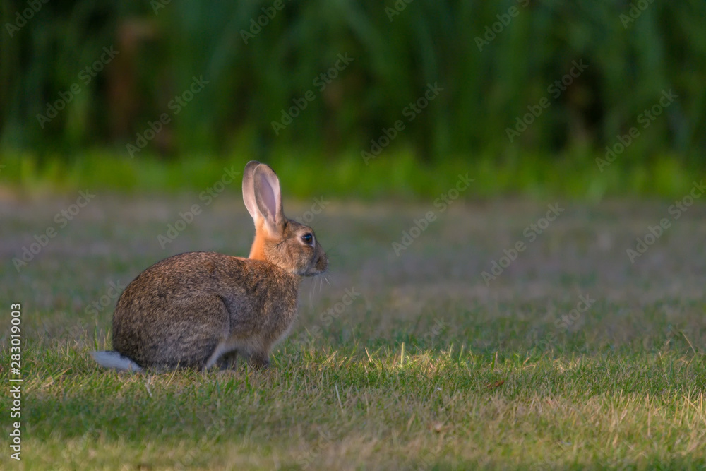 Fototapeta premium Ein junger Feldhase im Morgenlicht auf einer Wiese