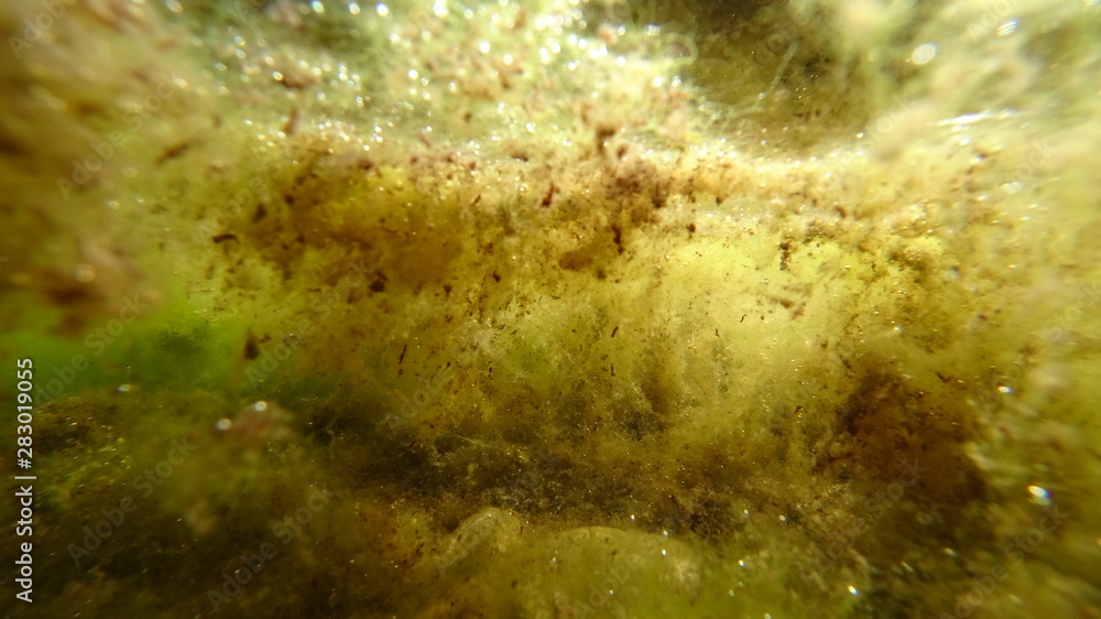 Fototapeta premium Underwater shot green beautiful algae. Moss, clots, reflection in the water. Saturated colors, spongy structures. Abstraction. 