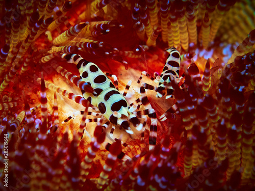 Coleman shrimps on a sea urchin photo