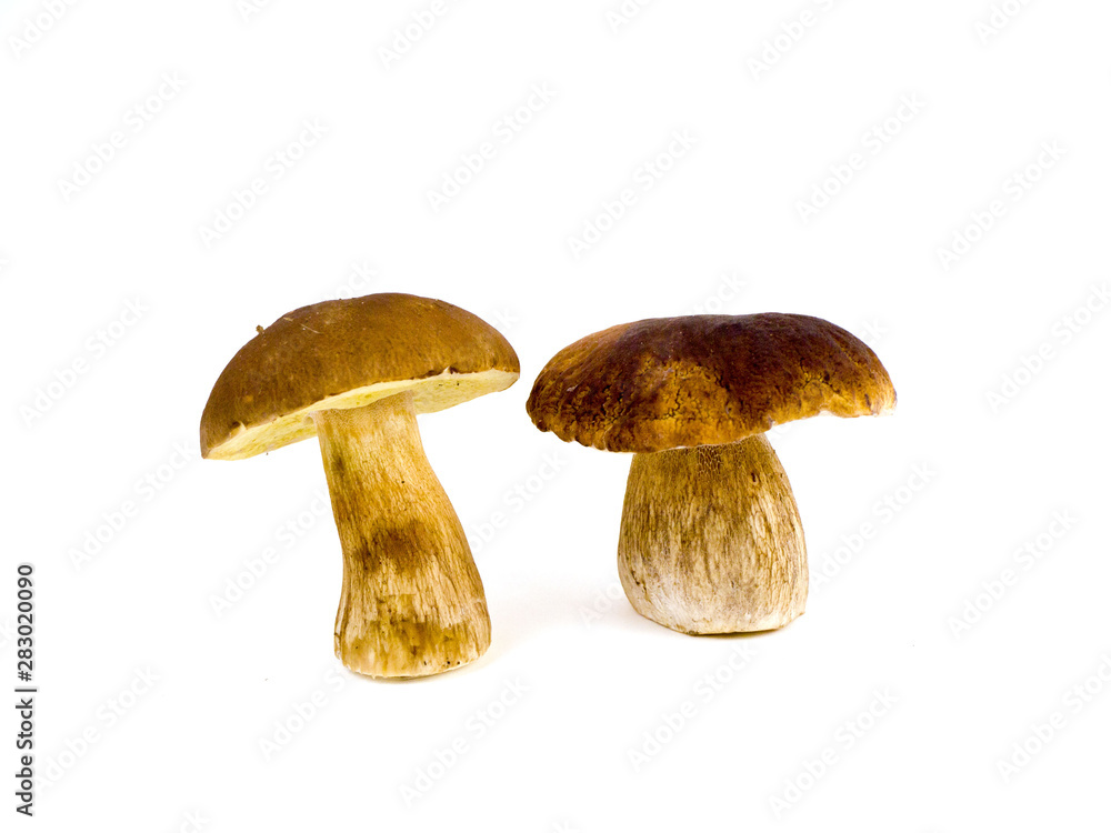 Mushrooms on a white background