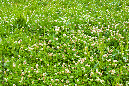 meadow overgrown with white clover, selective focus