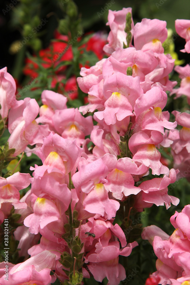 Fototapeta premium Muflier rose
