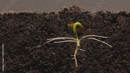 Bean seed germination, transparent view of the root in the ground. (time-lapse)