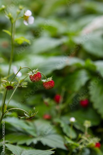Berries of wild fragaria in forest, natural green background