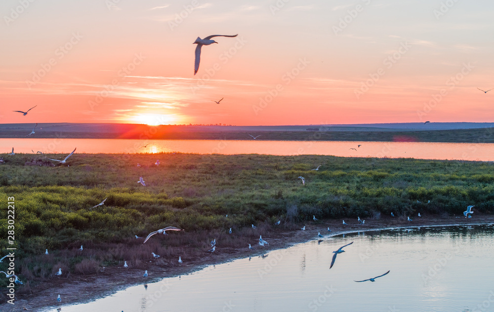 Obraz premium Seagulls in flight at sunset over an island in Russia