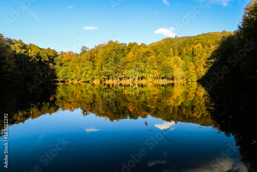 lake in forest