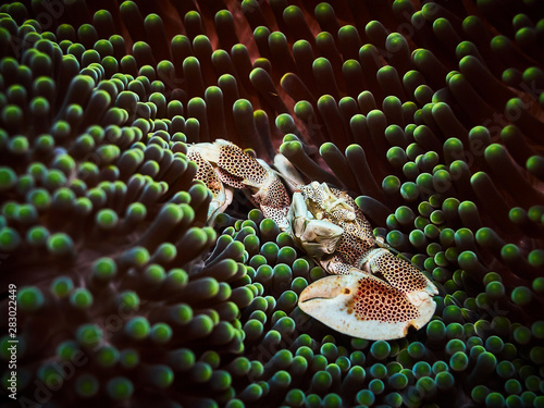 Porcelain crab in its anemone photo