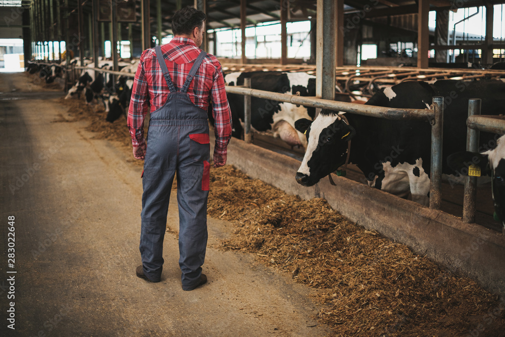 Farmer in a cowshed on a dairy farm. Farmer in a cowshed on a dairy farm.