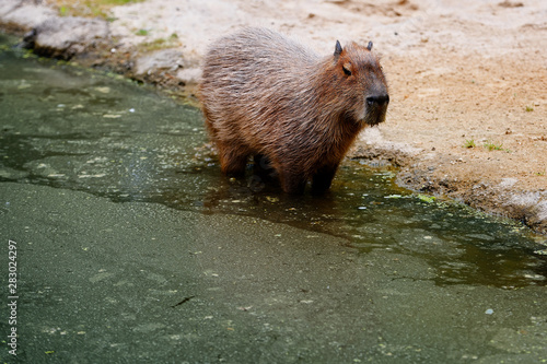 capybara photo