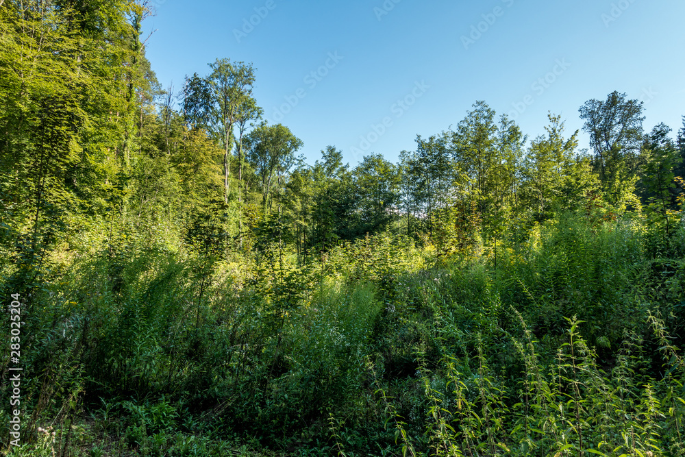 Aufforstung im Wald Aufforstung im Wald