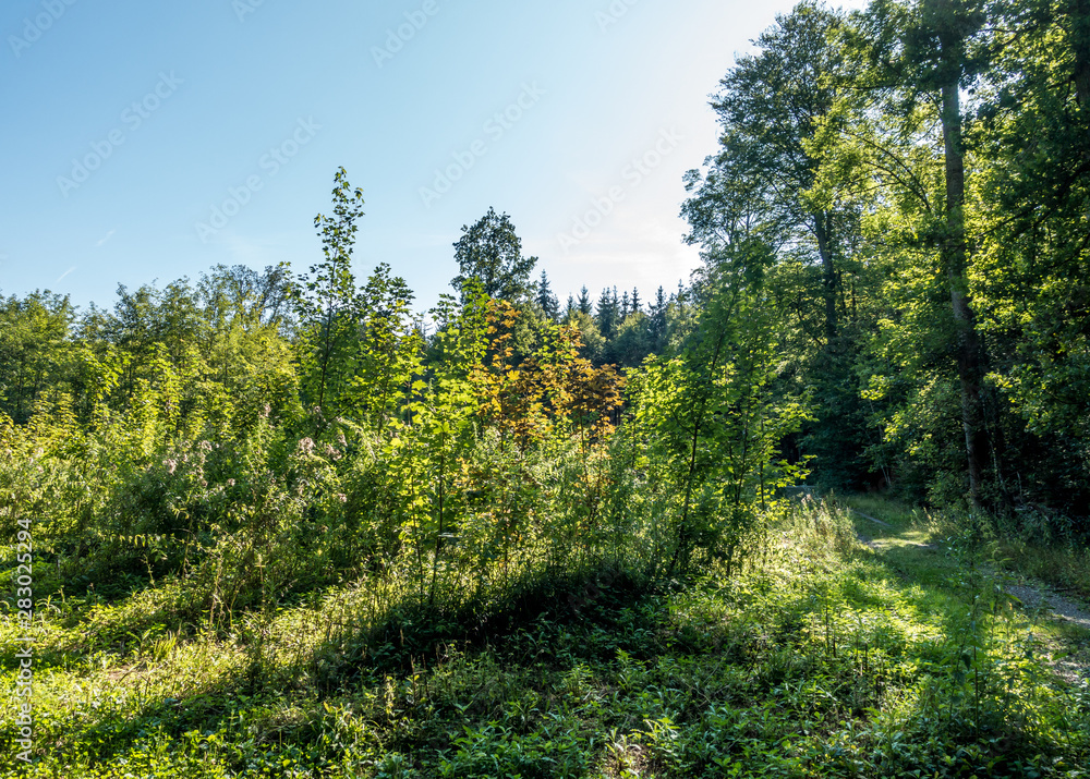 Aufforstung im Wald Aufforstung im Wald