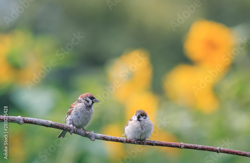 two funny little chubby Sparrow  sitting on a branch in a Sunny summer garden...