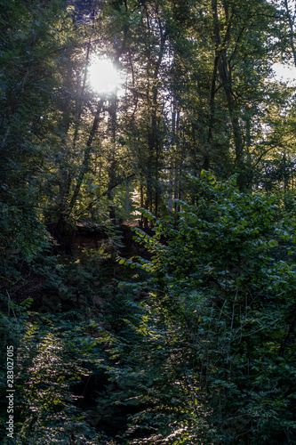 Sonnlicht scheint durch die Blätter im Wald © focus finder