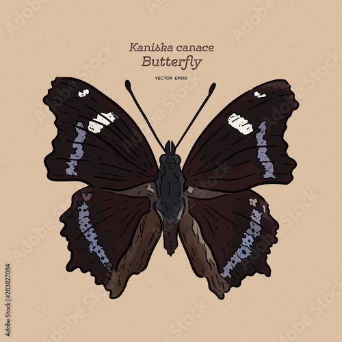 Kaniska canace, the blue admiral, is a nymphalid butterfly.
