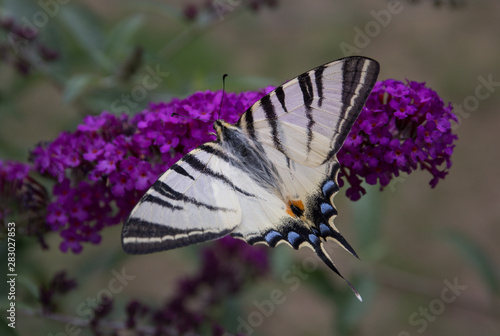 Motyl Paź Żeglarz ( Iphiclides podalirius )