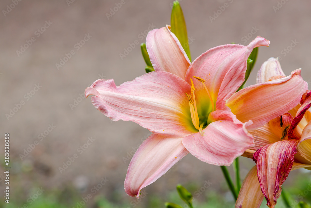Flowering Day-lily flowers (Hemerocallis flower), closeup in the sunny day. Hemerocallis fulva. The beauty of decorative flower in garden .Soft focus Flowering Day-lily flowers (Hemerocallis flower), closeup in the sunny day. Hemerocallis fulva. The beauty of decorative flower in garden .Soft focus