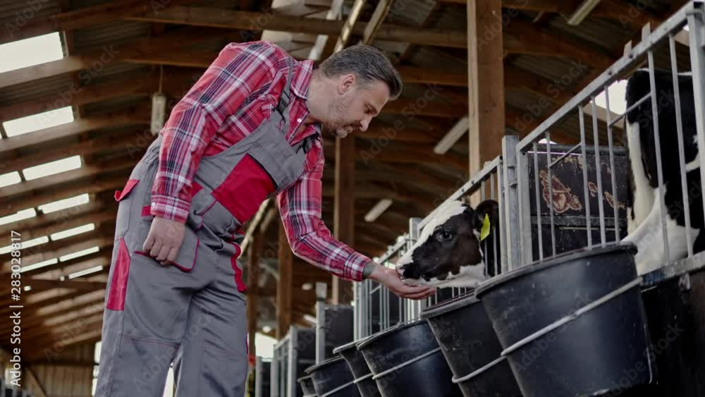 Farmer in a cowshed on a dairy farm. Farmer in a cowshed on a dairy farm.