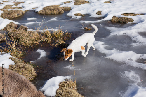 cute small dog playing on a frozen lake. Pets outdoors in winter. Sunny weather