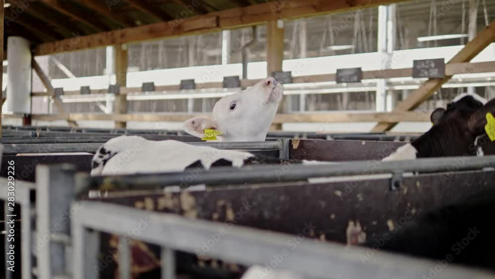 Calfs in a cowshed on a dairy farm. Calfs in a cowshed on a dairy farm.