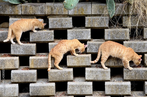 Stray cats eating on stones